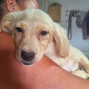 TALLI (♀) - ausgereist zur Tierhilfe Lebenswert DR 27.06.25