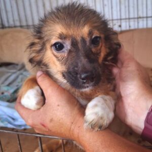 SPATZL (♀) - ausgereist zur Tierhilfe Lebenswert DR 14.06.25