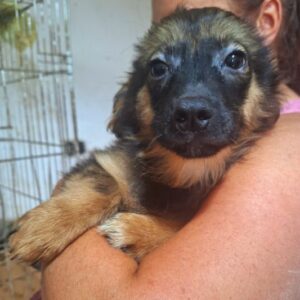 DILLEN (♂) - ausgereist zur Tierhilfe Lebenswert DR 14.06.25