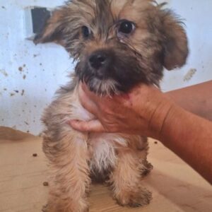 BERTIE (♂) - ausgereist zur Tierhilfe Lebenswert DR 14.06.25