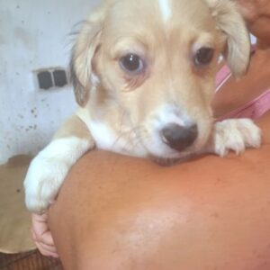 MAHTO (♂) - ausgereist zur Tierhilfe Lebenswert DR 27.06.25