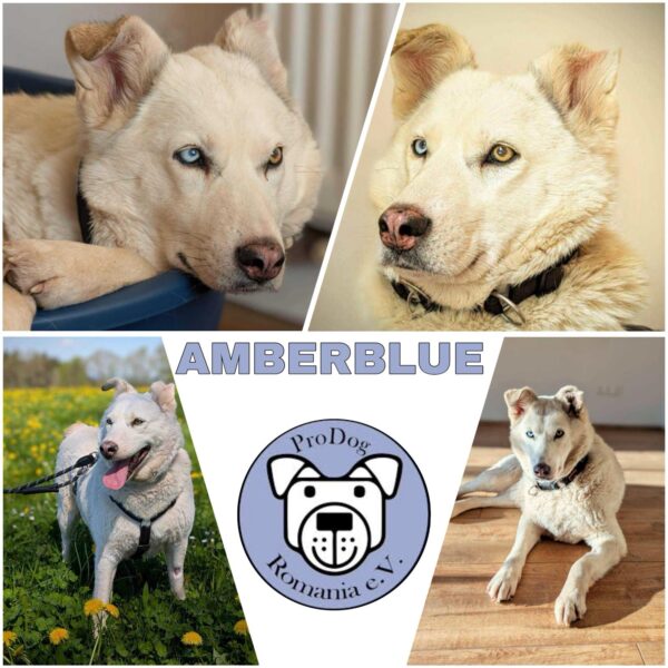 AMBERBLUE (♀) in 78713 Schramberg