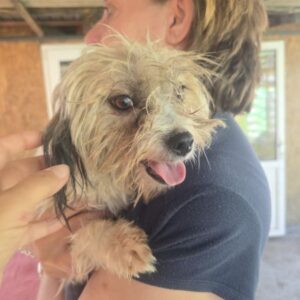 WINIE (♀) - ausgereist zur Tierhilfe Lebenswert DR 14.06.25