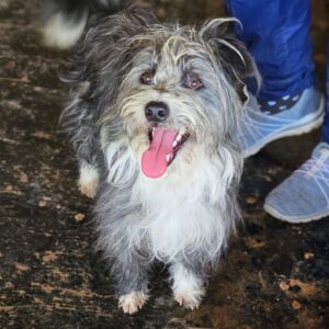 WOODSTOCK (♂) - vermittelt JW