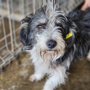 WILLY (♂) - vermittelt JW