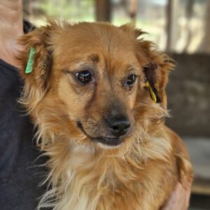 FIBI (♀) - ausgereist zur Tierhilfe Lebenswert DR 27.06.25