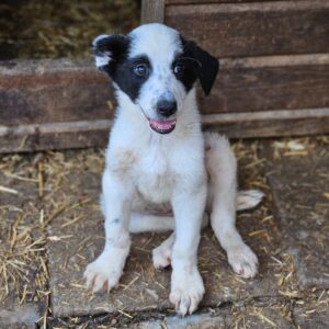BENTJA (♀) - Ohr zur Hälfte abgerissen, zu dünn (06/25) - ausgereist zur Tierhilfe Lebenswert DR 27.06.25