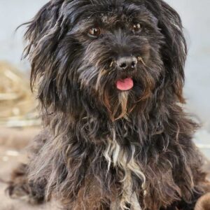 WHOPPI (♀) - ausgereist zur Tierhilfe Lebenswert DR 11.07.25