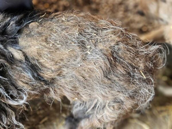 WHOPPI (♀) - ausgereist zur Tierhilfe Lebenswert DR 11.07.25 – Bild 4