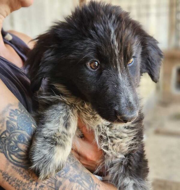 POLLY (♀)- reserviert- reist auf PDR PS im Bereich 566 (25/06/NU)