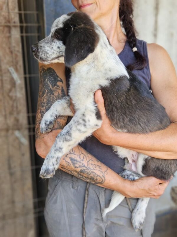 HUTCH (♂) – Bild 6