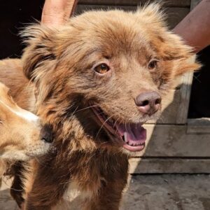 KIKKI (♀) - ausgereist zum TH Tuttlingen (AL)