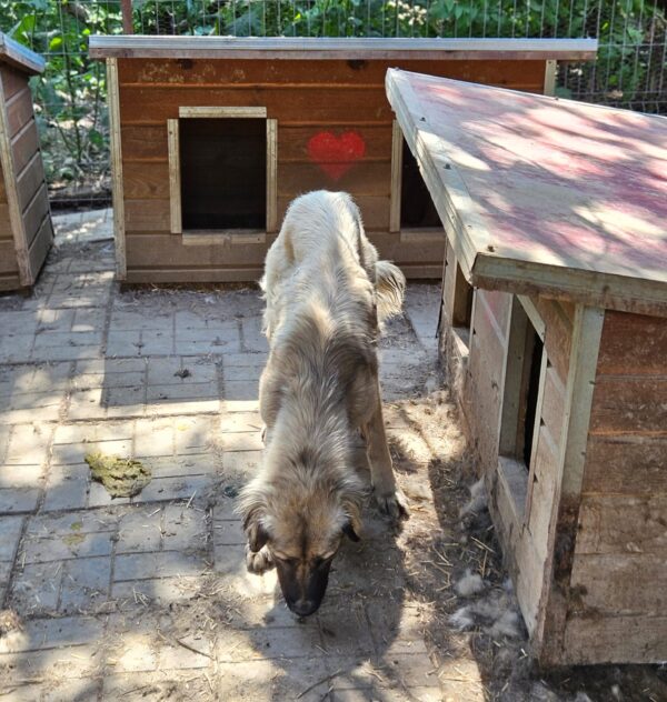 MALUMI (♀) - ausgereist zu Step by Paw (AL) – Bild 4