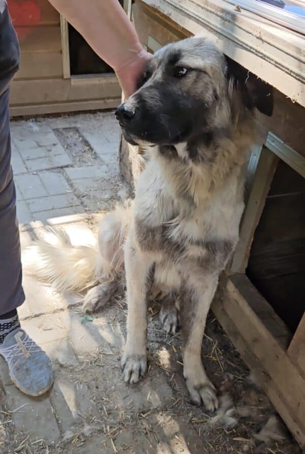 MALUMI (♀) - ausgereist zu Step by Paw (AL) – Bild 2