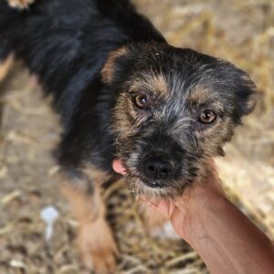 ALEYNA (♀) - ausgereist zum TST Rösrath (AL)