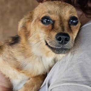 ABBY (♀) - ausgereist zum TST Rösrath (AL)