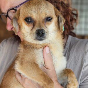 BONNIE (♀) - ausgereist zum TST Rösrath (AL)