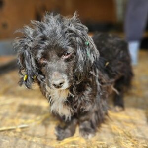 DUVESSA (♀) - ausgereist zu Vierbeiner in Not (AL)