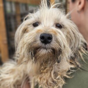 TIKKA (♀) - ausgereist zum TST Rösrath (AL)