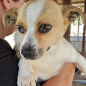 BESS (♀) - ausgereist zum TH Tuttlingen (AL)