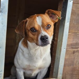 PORGY (♂) - ausgereist zum TH Tuttlingen (AL)