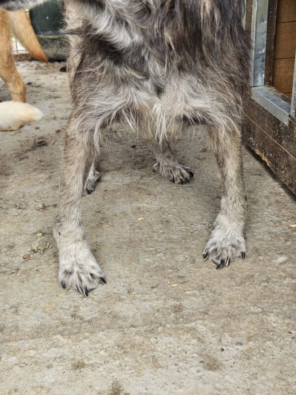 FERDINAND (♂) - vermittelt MH – Bild 4