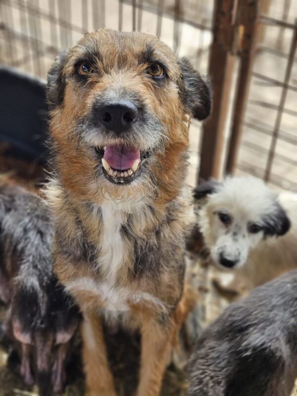 MADRA (♀) – Bild 2