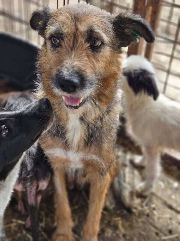 MADRA (♀) – Bild 3