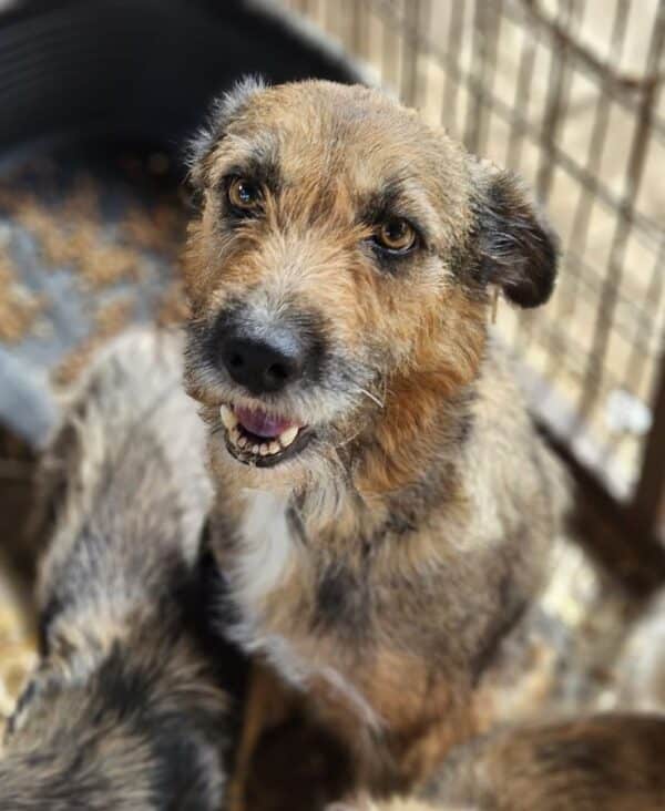 MADRA (♀) – Bild 4