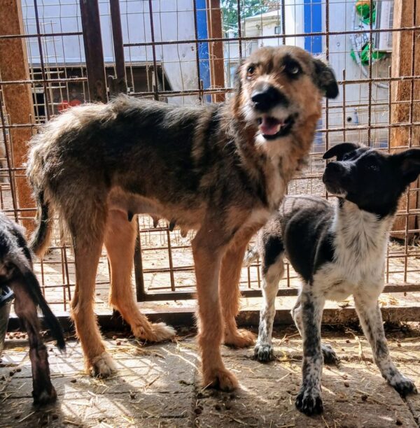 MADRA (♀) – Bild 6