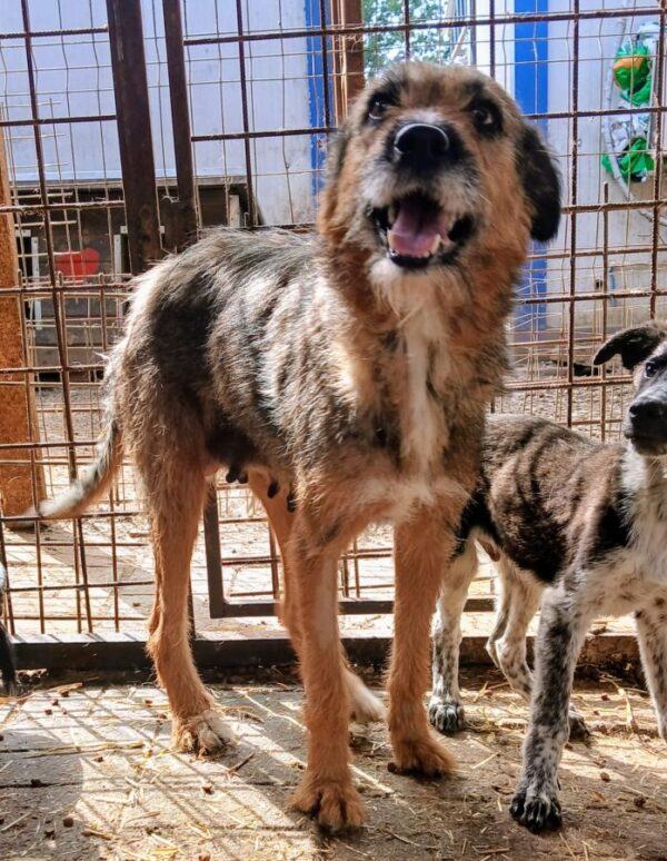 MADRA (♀) – Bild 5