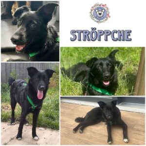 STRÖPPCHE (♀) in 66265 Heusweiler - vermittelt