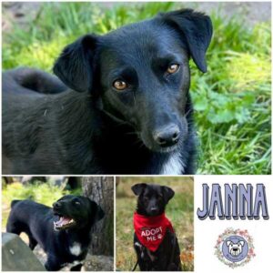 JANNA (♀) in 31311 Uetze