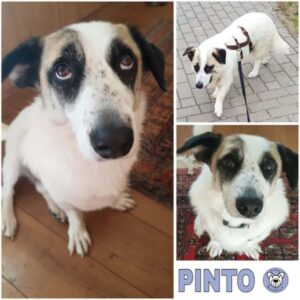 PINTO (♂) in 23715 Bosau