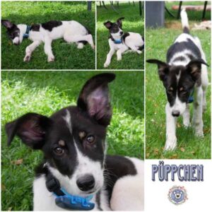 PÜPPCHEN (♀) in 21493 Möhnsen - vermittelt
