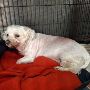 SONJA (♀) - vermittelt GC