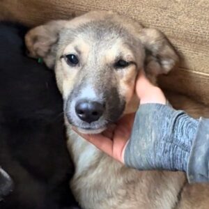 SUSIE (♀) - bereits unsicher - sollte zeitnah reisen!