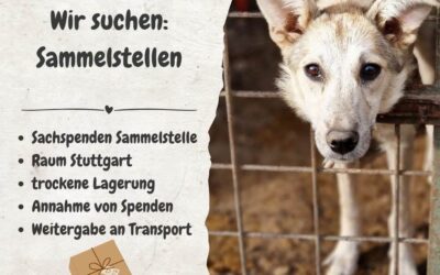 📣 Aufruf: Sachspenden-Sammelstelle für Tierheimhunde in Rumänien gesucht – Raum Stuttgart
