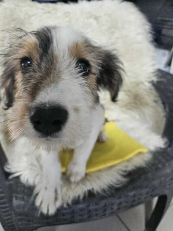 FLUFFY (♀) -  Interessenten vorhanden - MD 4.8.25 – Bild 5
