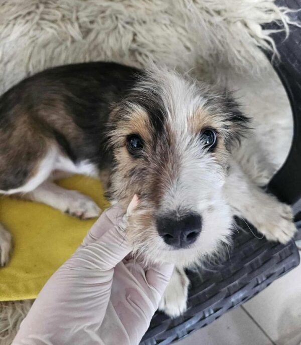 FLUFFY (♀) -  Interessenten vorhanden - MD 4.8.25 – Bild 2