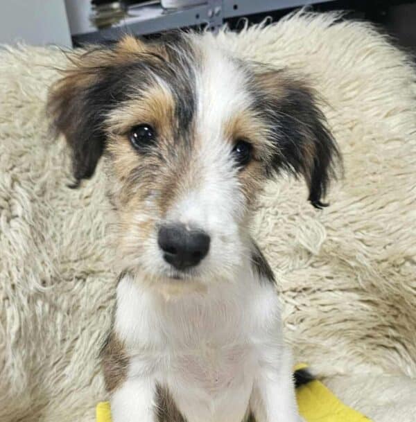 FLUFFY (♀) -  Interessenten vorhanden - MD 4.8.25