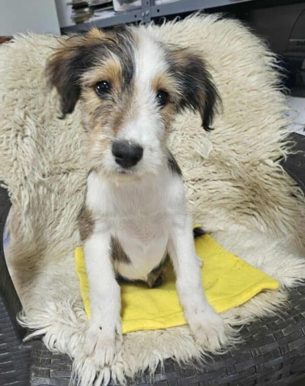 FLUFFY (♀) -  Interessenten vorhanden - MD 4.8.25 – Bild 7