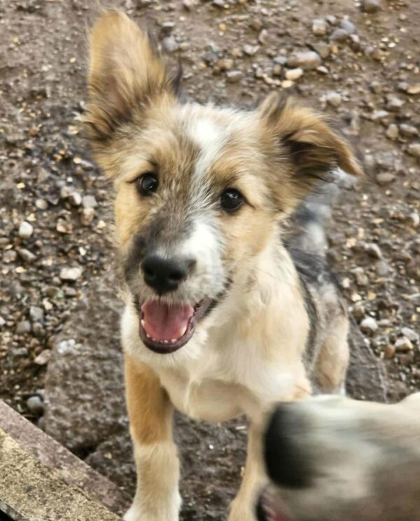 SARAI (♀)Interessenen vorhanden - bMD – Bild 3