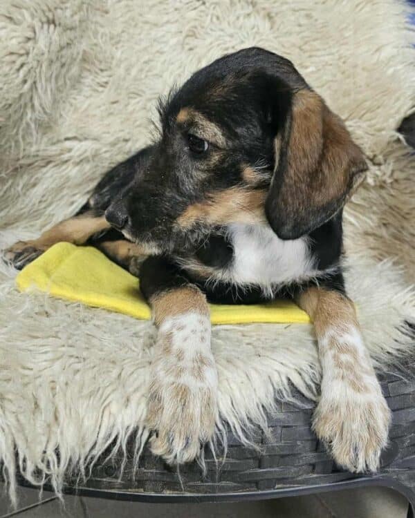 FAELYNN (♀) – Bild 3