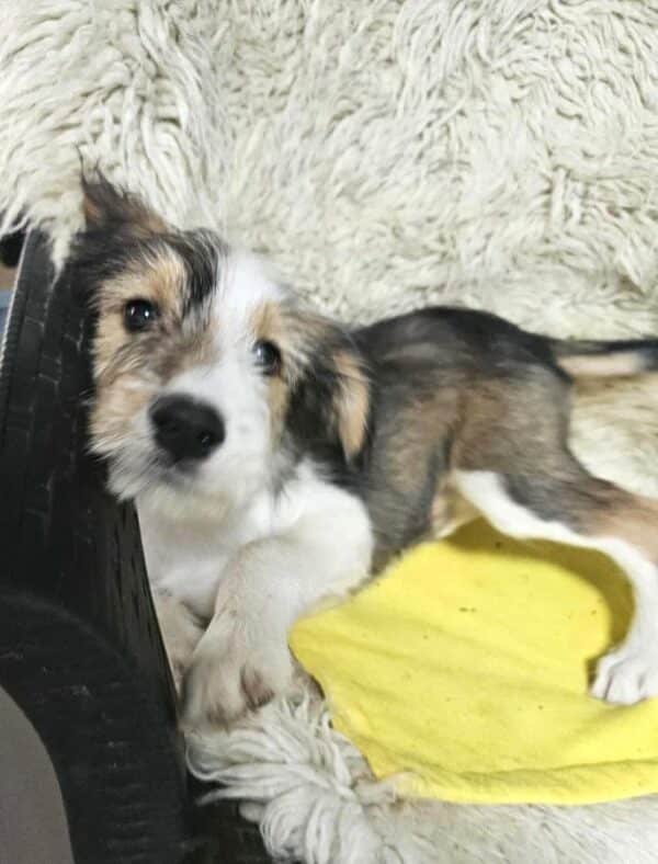 FLUFFY (♀) -  Interessenten vorhanden - MD 4.8.25 – Bild 3