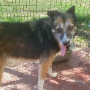 FLORIN (♂) - RBB 08/25