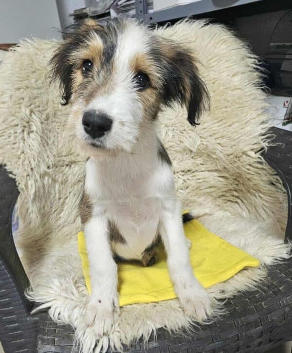 FLUFFY (♀) -  Interessenten vorhanden - MD 4.8.25 – Bild 4