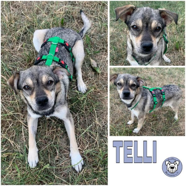 TELLI (♀) in 55595 Gebroth