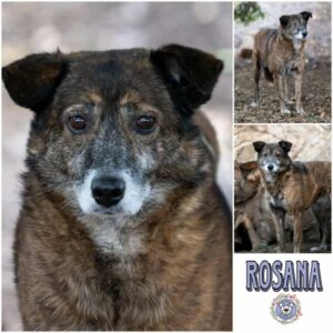 ROSANA (♀) in 99427 Weimar