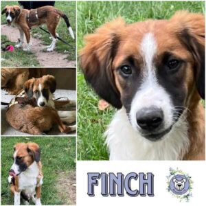 FINCH (♂) in 92637 Weiden - vermittelt